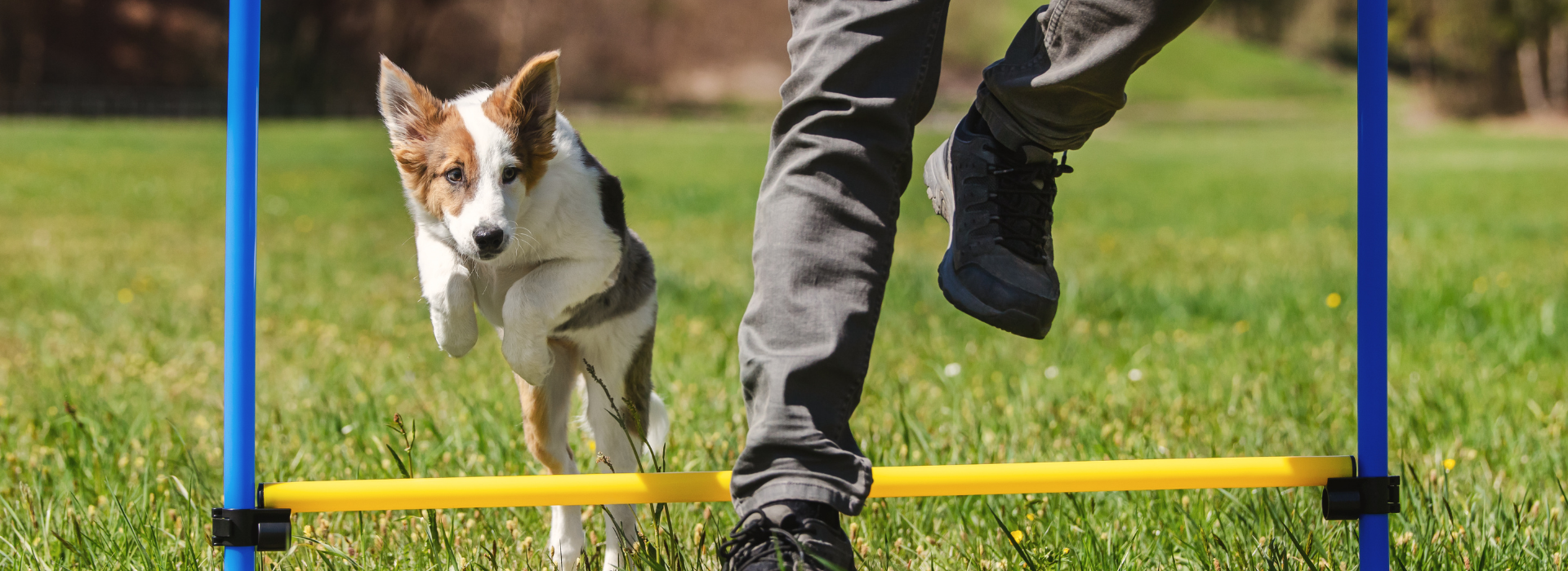 ドッグイベントを支える
専門パートナーとして